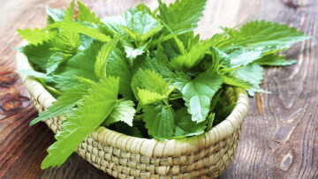 Brennnessel ist Heilpflanze des Jahres 2022.